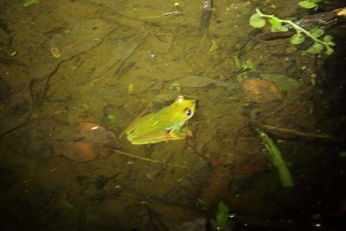 Malayan Flying Frog