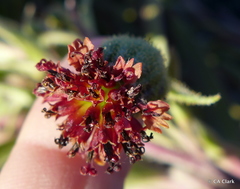 Argyroxiphium × Dubautia