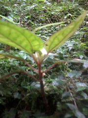 Sarcopyramis napalensis