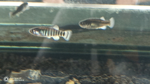 Azraq toothcarp (Aphanius sirhani) — Cyprinodontidae