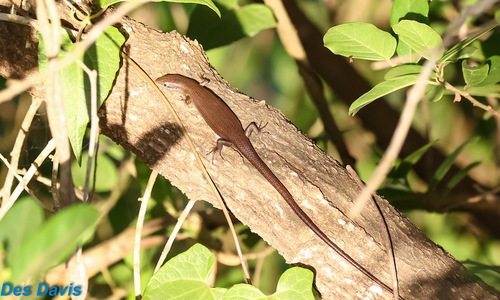 Boulenger's Mabuya