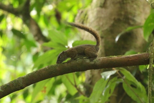 Upland Squirrel