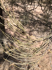 Allocasuarina luehmannii