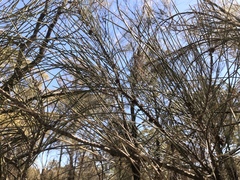 Allocasuarina luehmannii