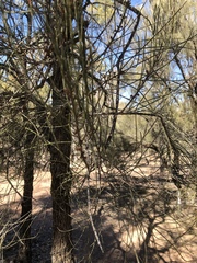 Allocasuarina luehmannii