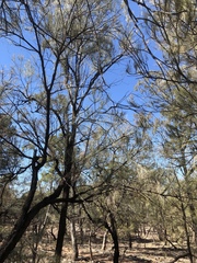 Allocasuarina luehmannii