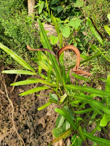 Golden Leather Fern