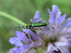 Chrysanthia viridissima