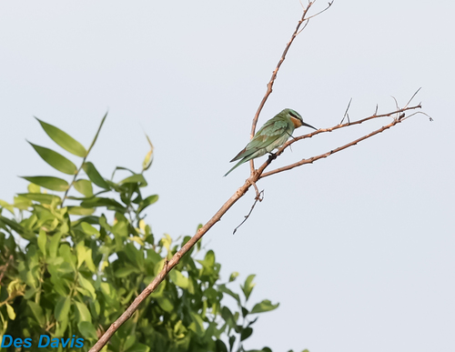 Blue-cheeked Bee-eater
