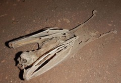 Macroderma gigas