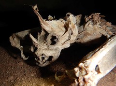 Macroderma gigas
