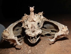 Macroderma gigas