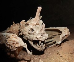 Macroderma gigas