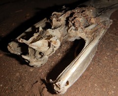 Macroderma gigas