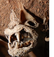 Macroderma gigas