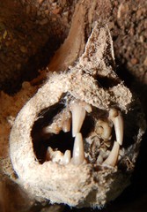 Macroderma gigas