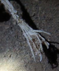 Macroderma gigas