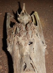 Macroderma gigas