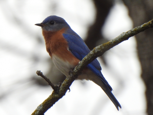 Eastern Bluebird photographed in Texas