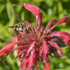 Anthidium manicatum