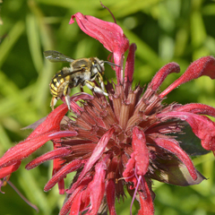 Anthidium manicatum