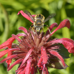 Anthidium manicatum