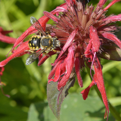 Anthidium manicatum