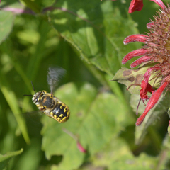 Anthidium manicatum