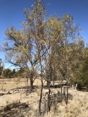 Acacia stenophylla