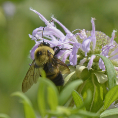 Bombus griseocollis