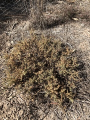 Sclerolaena muricata