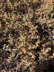 Sclerolaena muricata