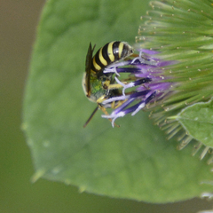 Agapostemon virescens