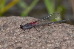 Hetaerina vulnerata