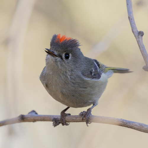 Ruby-crowned Kinglet photographed in Arizona