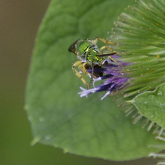 Agapostemon virescens
