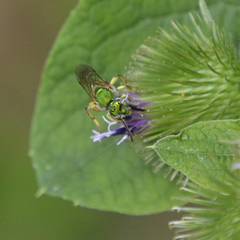 Agapostemon virescens