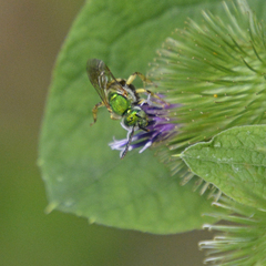 Agapostemon virescens
