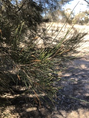 Casuarina cristata