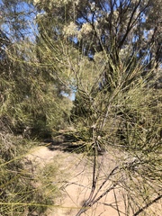 Casuarina cristata
