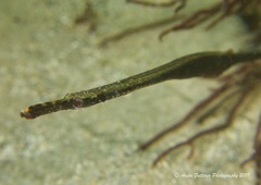 Stigmatopora narinosa