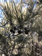 Casuarina cristata
