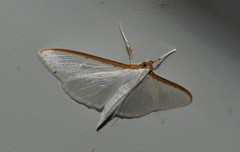 Palpita margaritacea