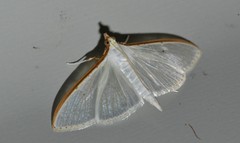 Palpita margaritacea