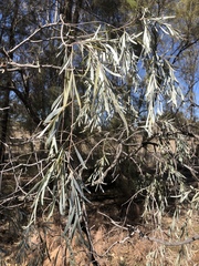 Acacia pendula