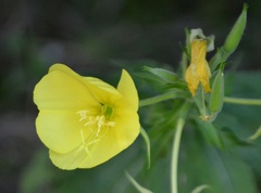 Oenothera oehlkersi