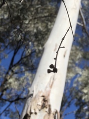 Eucalyptus argophloia