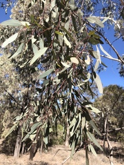 Eucalyptus argophloia