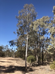 Eucalyptus argophloia