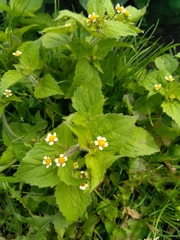 Galinsoga quadriradiata